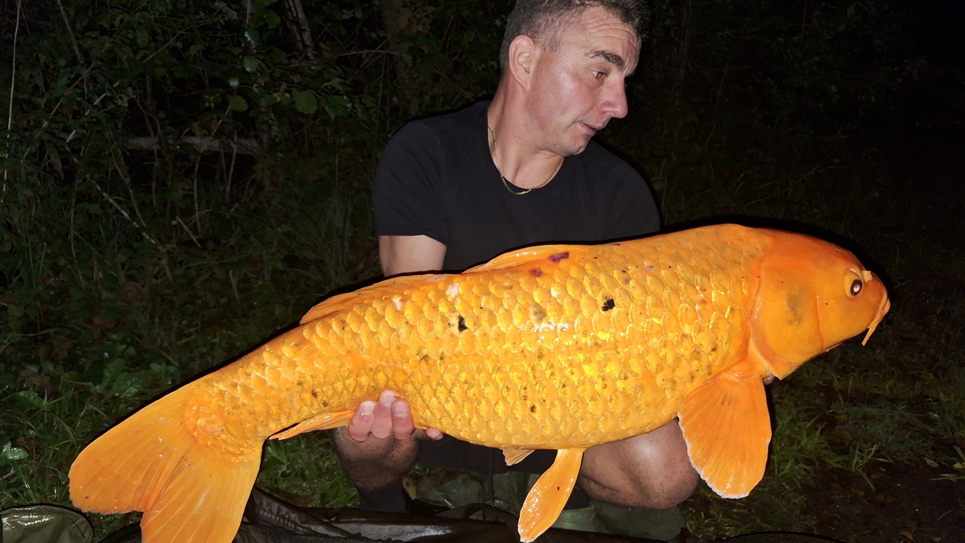 karper Koi Karper
