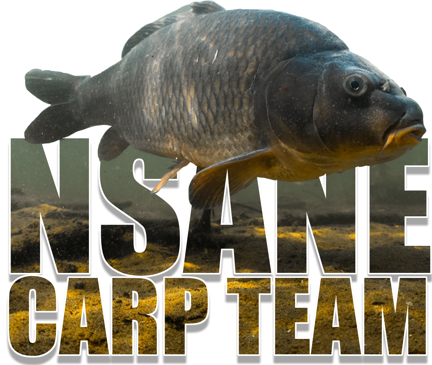 NSANE Carp Team logo